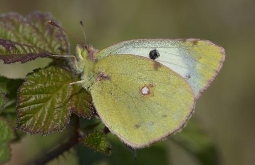 Colias sp.